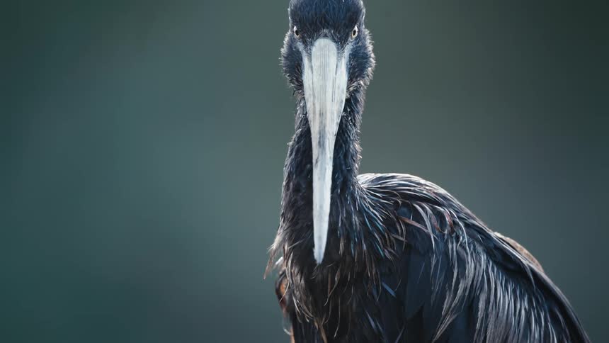 Bird with a long beak and closed wings