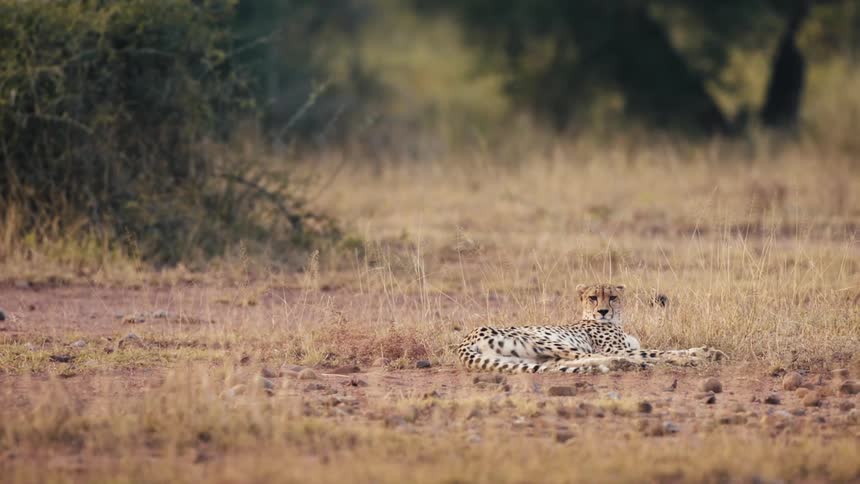 Isolated jaguar lying down in the jungle