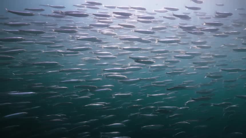 Beams of sunlight highlight a large school of fish as a small yellow object falls through the water