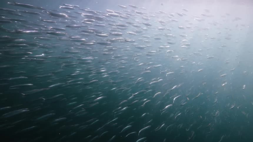 School of fish in an ocean with reflection of sunlight
