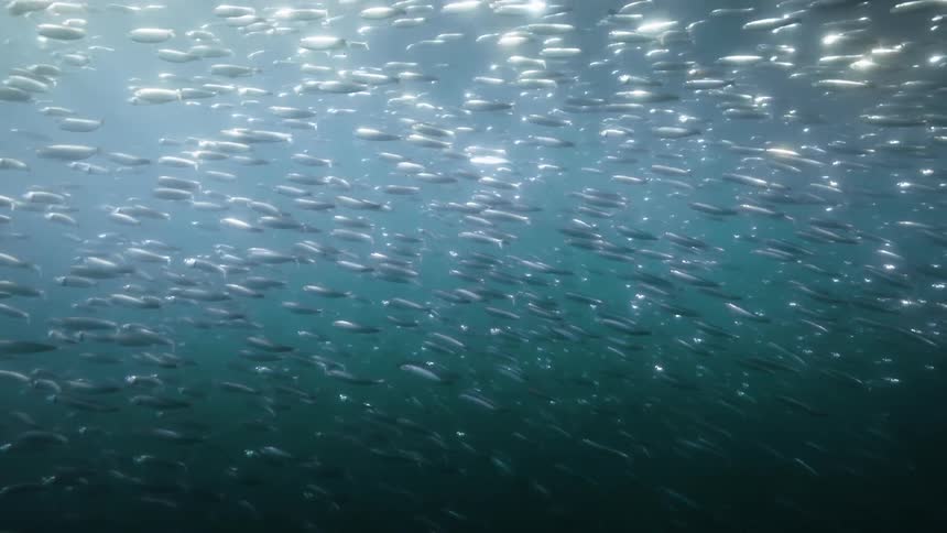 A huge school of fish underwater and they are glowing because the sunlight is reflecting off of them
