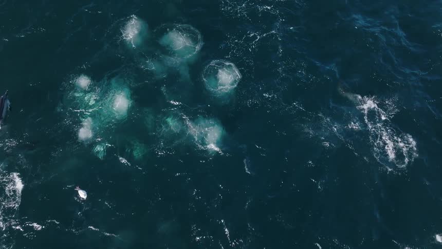 Some dolphins swimming in the ocean and going up and some seagulls flying over