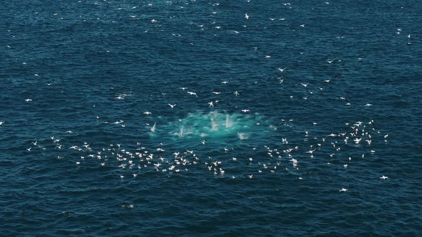 Aerial view of seagulls flying towards the sea