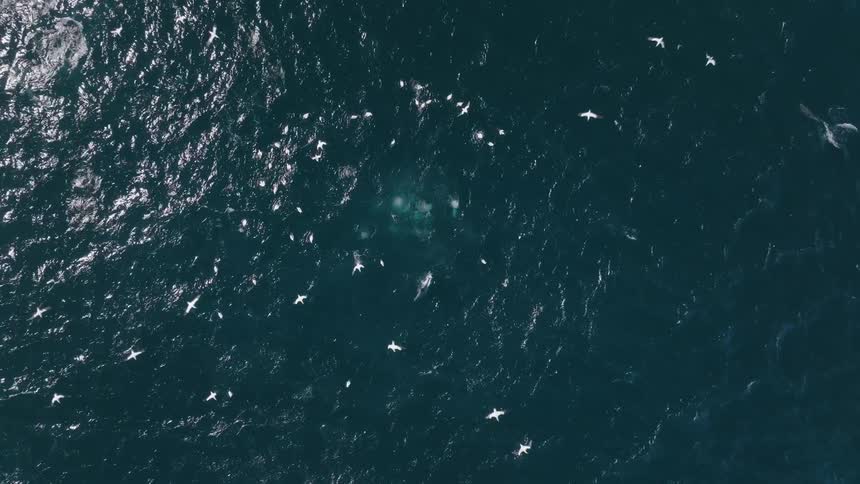 Birds dive into the ocean