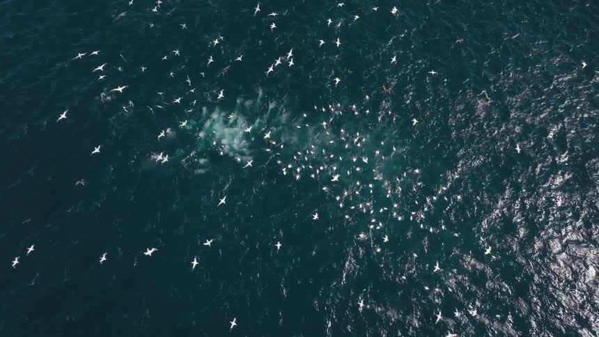 Several seagulls flying over a blue ocean with a movement of marine life underwater