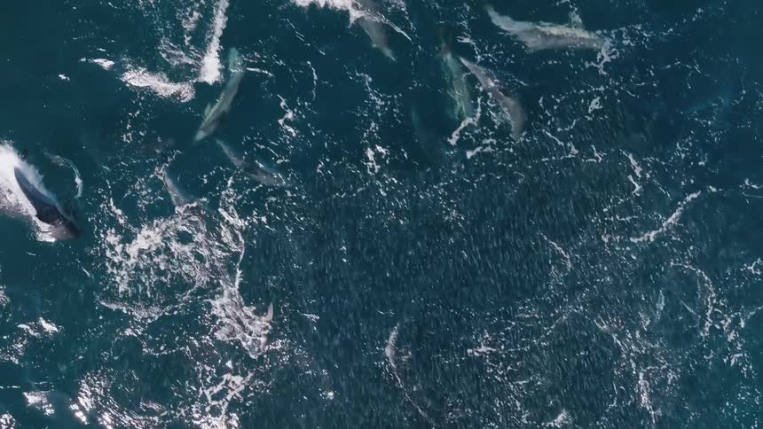 Aerial top view of dolphins swimming and making waves in a blue ocean