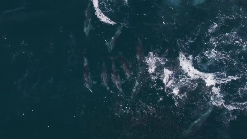 Aerial of pod of dolphins swimming jumping and frolicking in the ocean