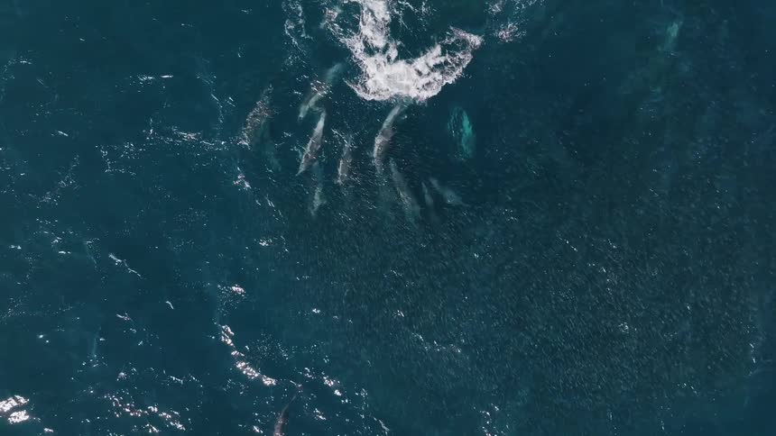 Seagulls flying above dolphins