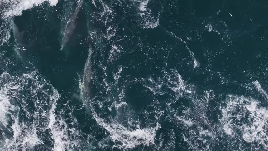 Dolphins swimming on the surface of the sea