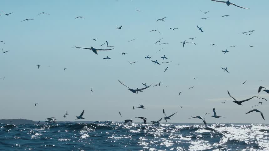 A flock of birds fly by the surface of the water