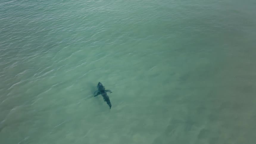 Shark swimming in shallow water in the ocean