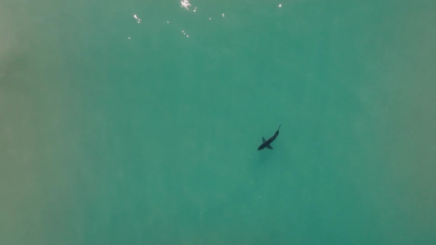 A shark is underwater in an ocean with greenish colored water