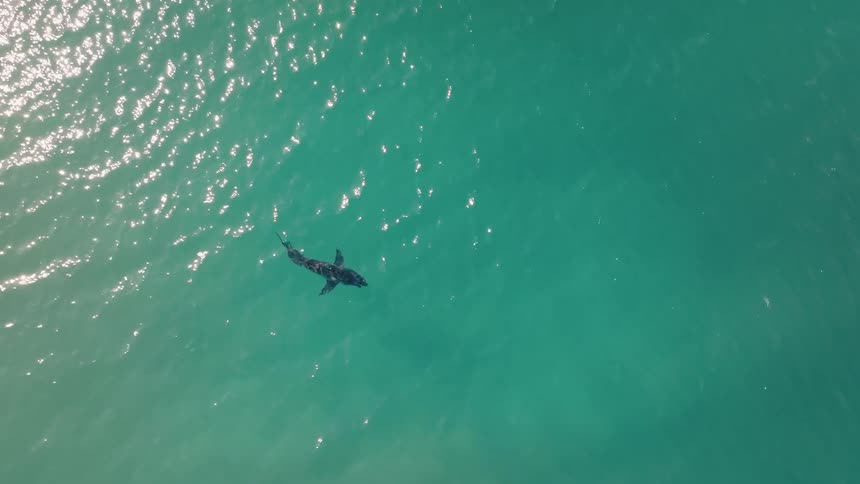 A lone shark swimming in clear turquoise waters viewed from above