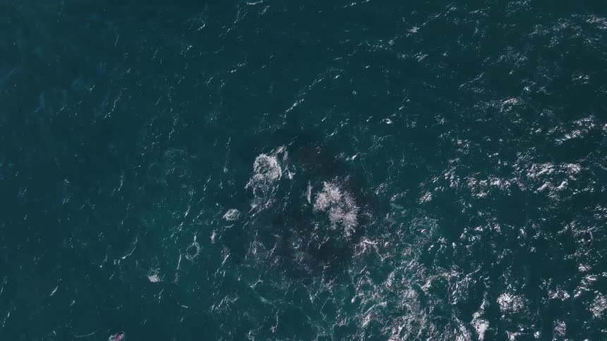 Birds fly over the ocean