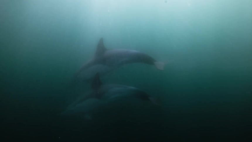 Two dolphins swim together underwater
