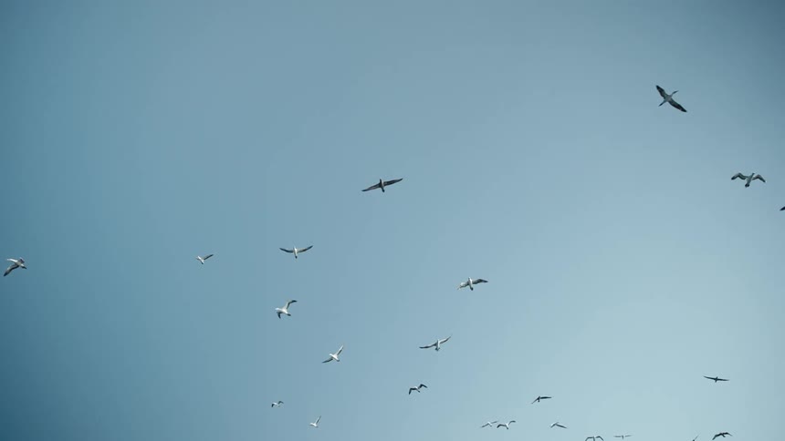 Flock of seagulls spread out as they fly across a clear blue sky
