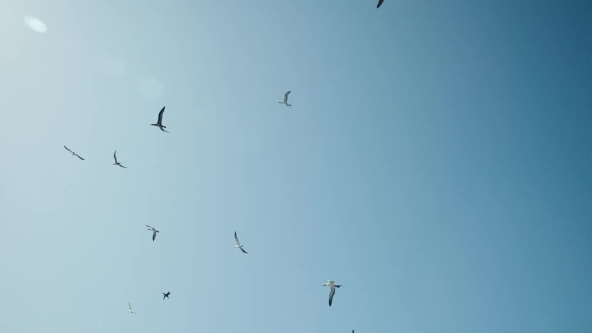 Flock of sea birds flies through the blue sky on a sunny day