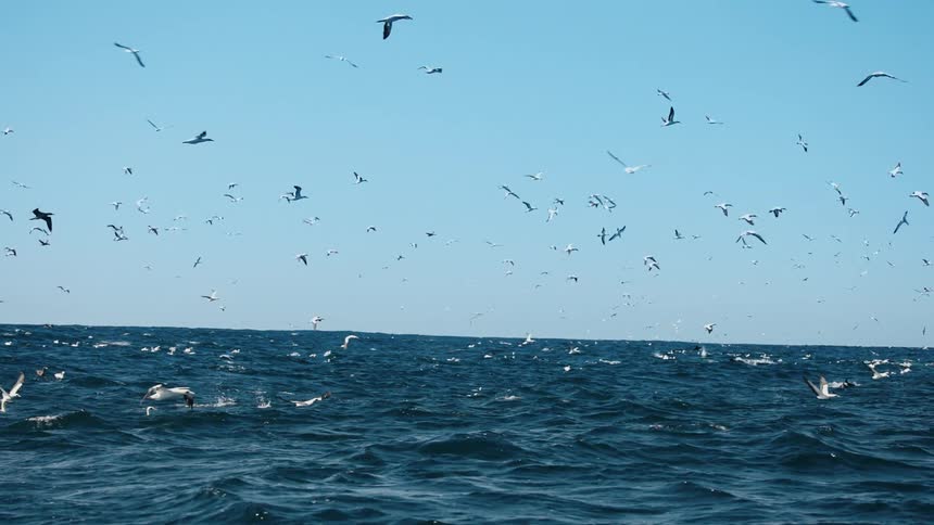 A flock of seagulls are hunting fish in a blue ocean