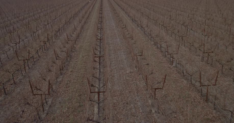 Vines stand dormant in a dry vineyard