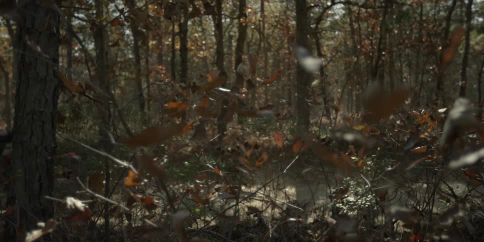 A dirt bike rider travels along a forest trail