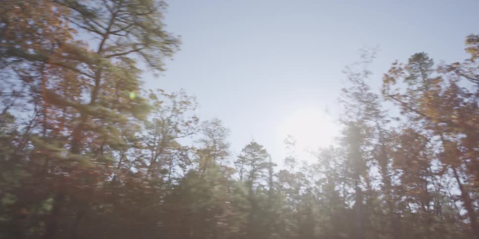 Sun shining through the trees