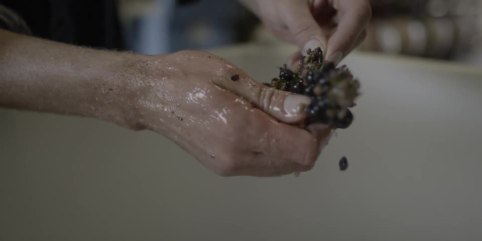 A pair of male hands are crushing berries and removing them from a stalk