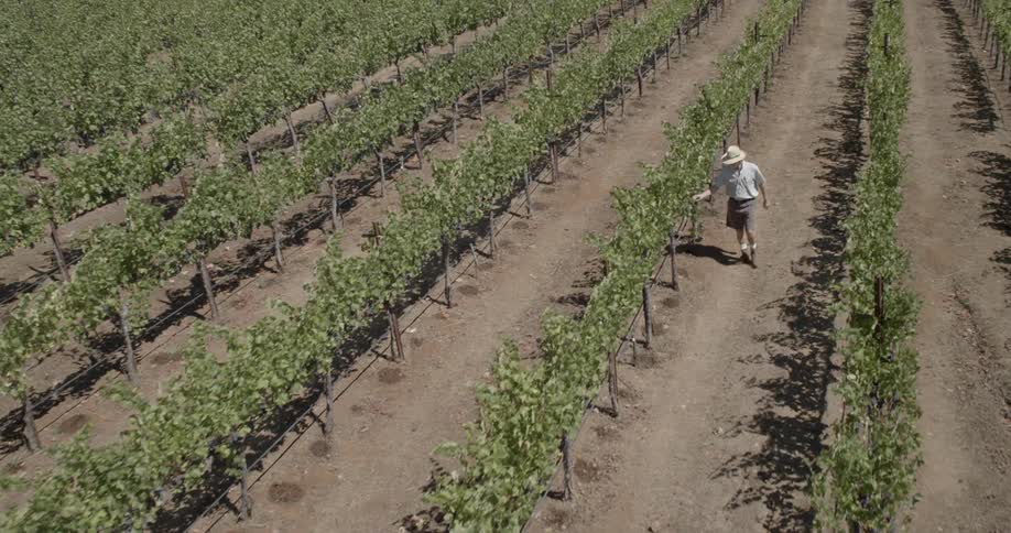 A man wearing a hat checks the vines in a vineyard in the daytime