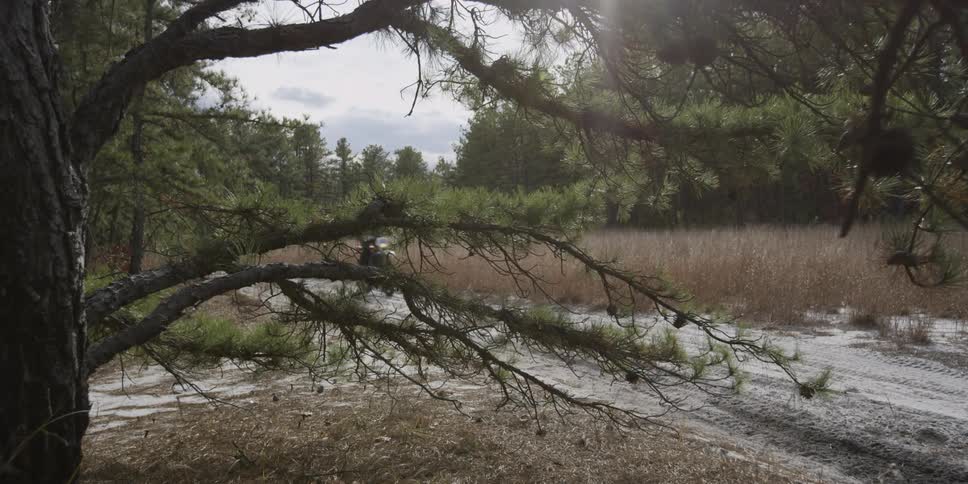 A person on a motorbike rides past a tree