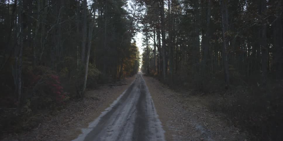 Trees line a dirt path in the woods