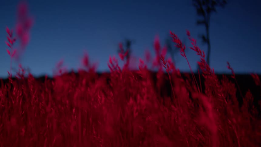Red grassy plants in a stiff breeze at dusk