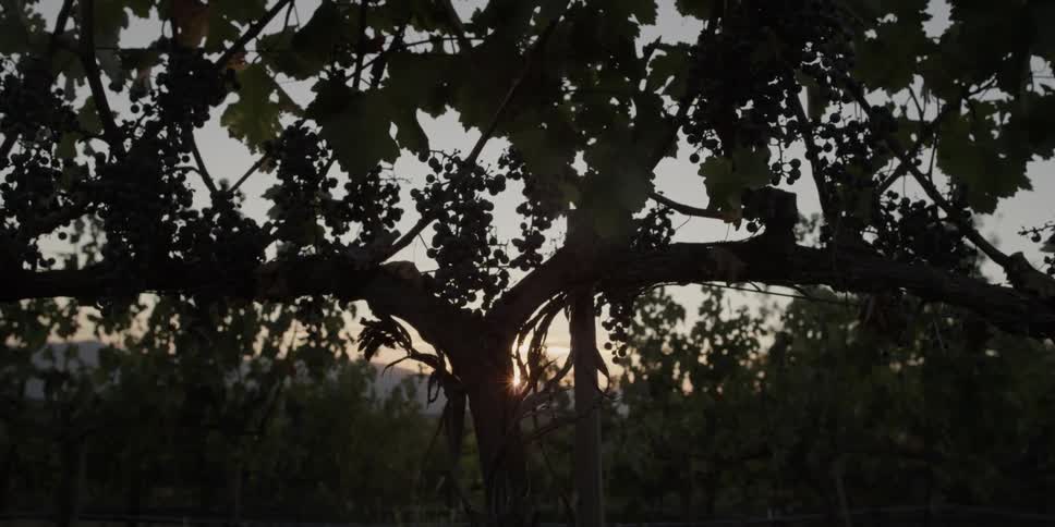 The setting sun is being filmed between the branches of a tree