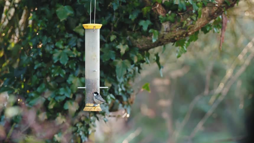 A bird rests on an object hanging from a tree and then flies away