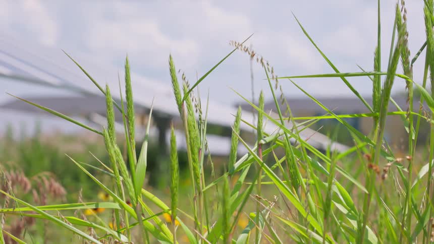A close up view of green grass with a blurred background