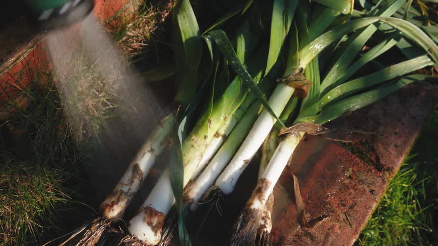 The vegetables are being sprayed with water