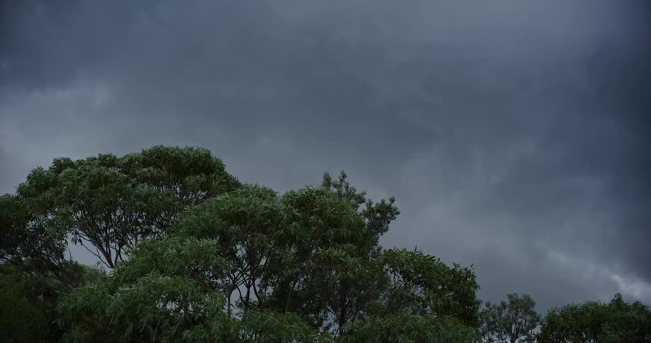 Green trees in the foreground and a cloudy sky