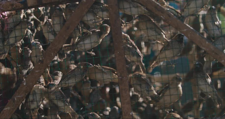 Many birds perch on some wire