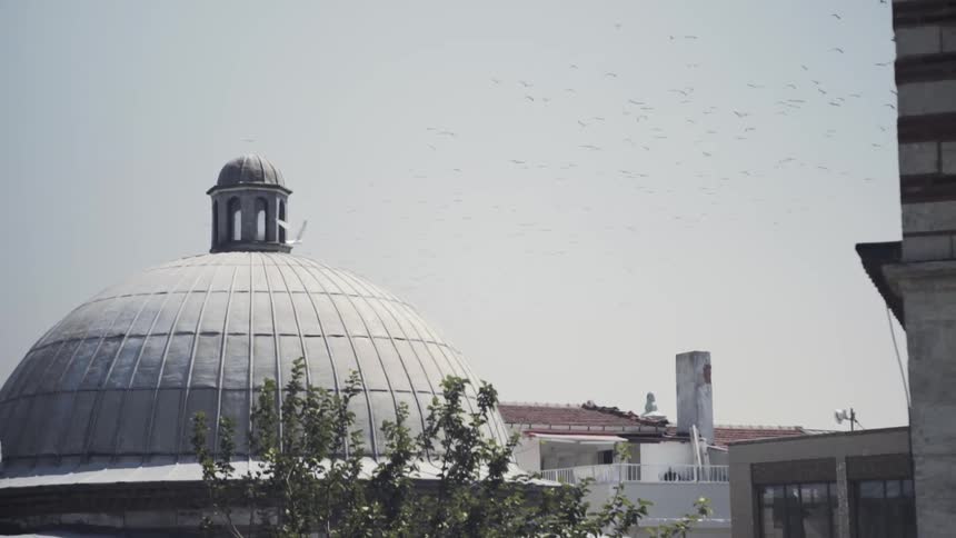 A bird flies through a city