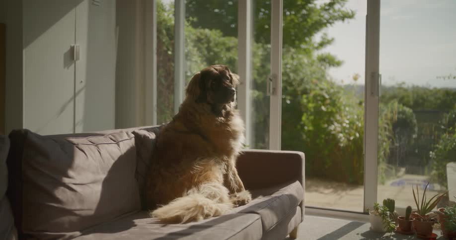 A dog is sitting on the couch
