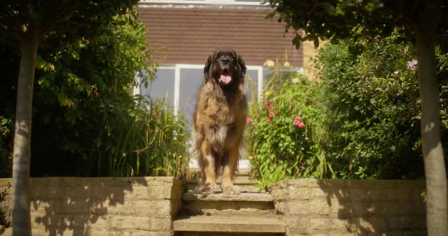 A large dog sits on the stairs leading up to a house