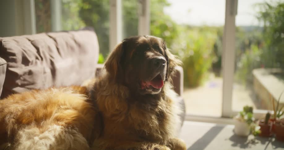 A large dog resting on a couch next to a window overlooking a backyard