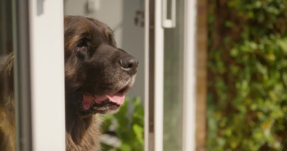 A dog is sitting inside by the sliding door
