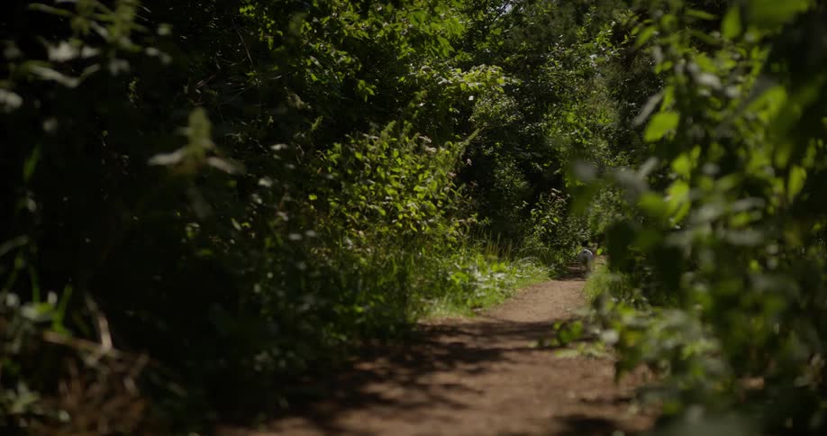 A dog running fast on a dirt path surrounded by green lush vegetation