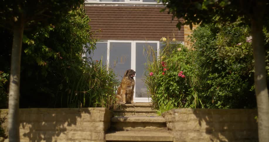 A dog is sitting at the top of the steps