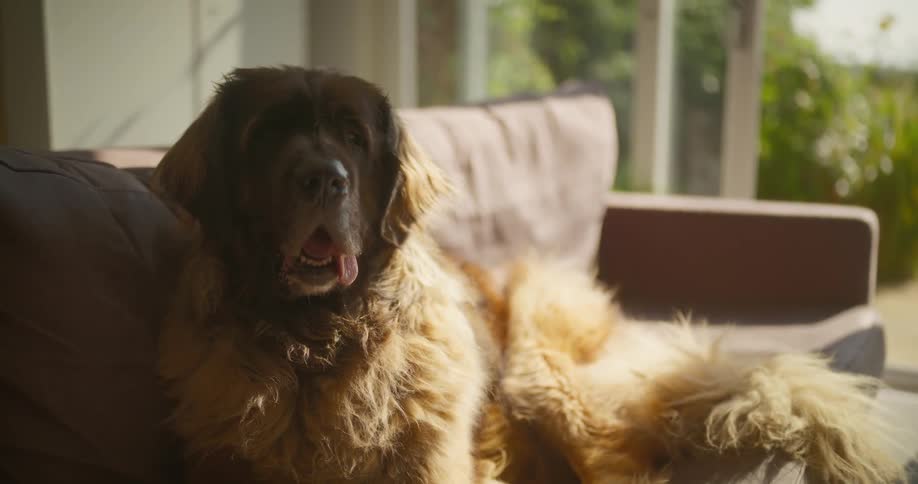 A large dog rests on a couch basking in the sunlight