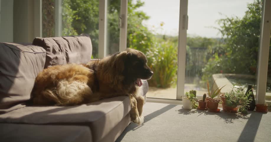 A large dog resting on a couch next to a window overlooking a backyard