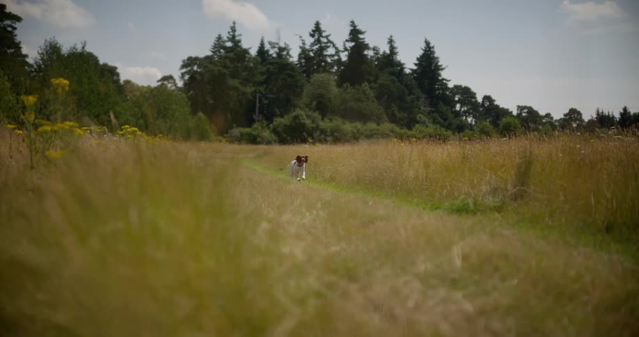 The dog runs fast through the grass