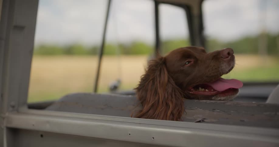 A dog riding in a truck