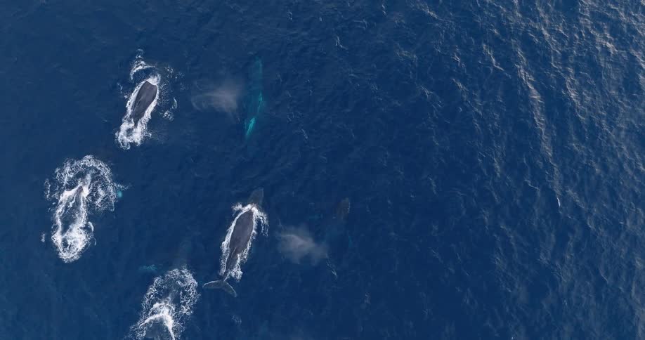 Aerial view of a pod of whales on the surface of the ocean