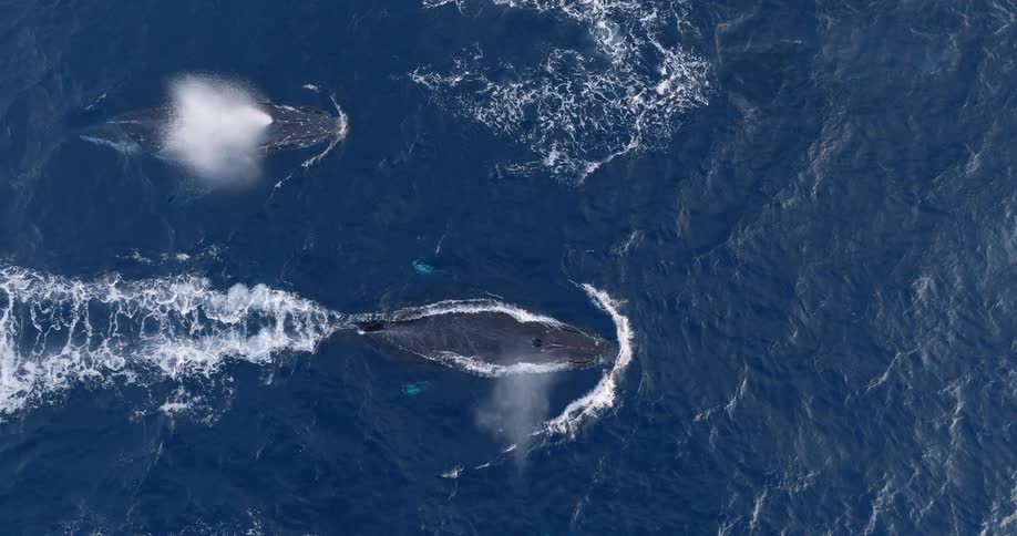 Aerial of whales diving underwater in the ocean