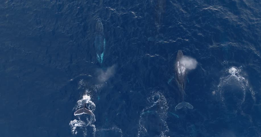 The whales are swimming together in the ocean